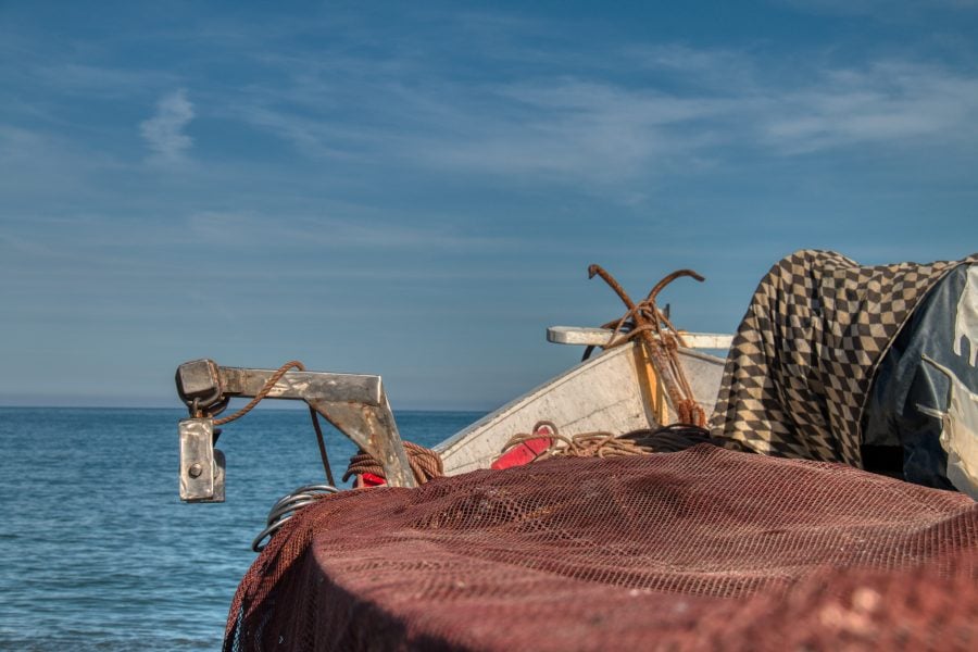 Morocco’s sardine landings jump 66% through August