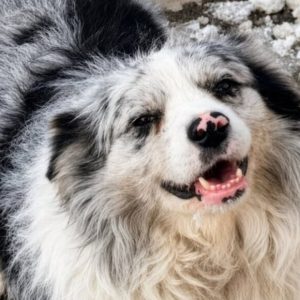 Famous chinese dog Chutou stolen and sold to restaurant, sparking outrage online