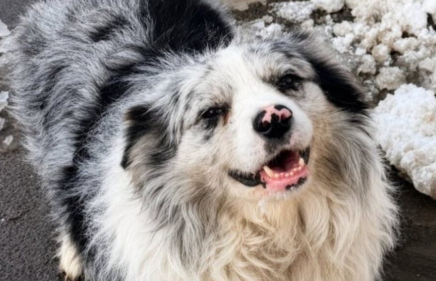 Famous chinese dog Chutou stolen and sold to restaurant, sparking outrage online