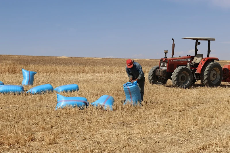 Moroccan study finds higher returns from no-till cultivation