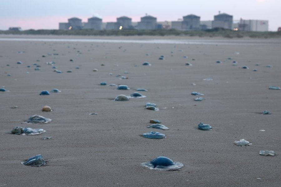 Extreme weather, jellyfish knock one-fifth of France's nuclear capacity offline