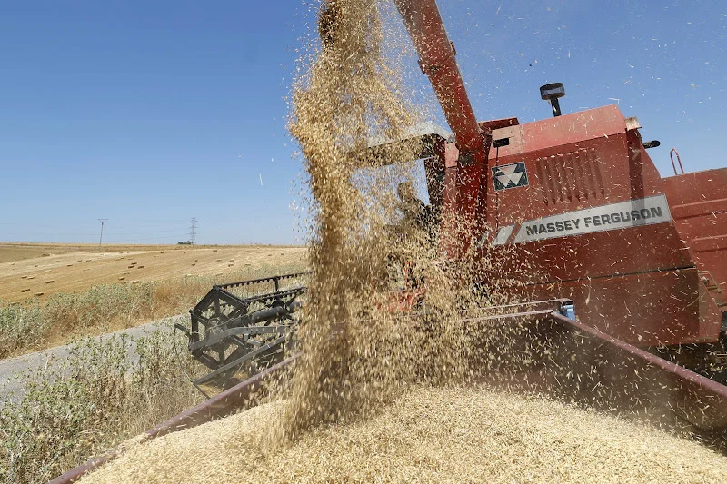 Morocco extends import duty measures on wheat, livestock and meat through 2026