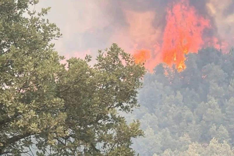Wildfire burns 30 hectares of forest in Morocco's Chefchaouen province