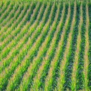 Morocco’s corn imports from Argentina surge 133% as grain flows shift