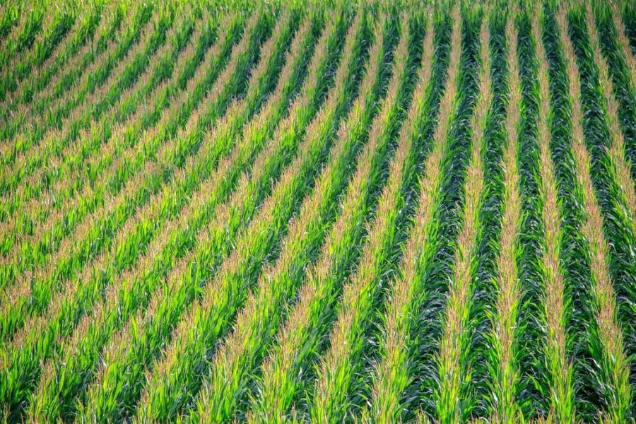 Morocco’s corn imports from Argentina surge 133% as grain flows shift