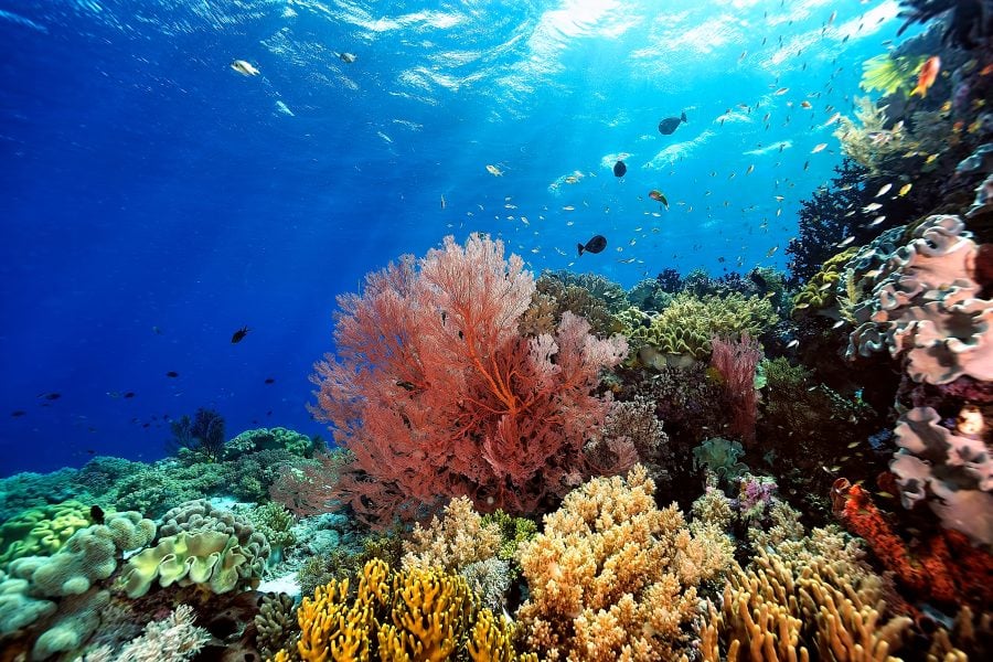 Nearly all coral reefs risk collapse in 50 years: IUCN