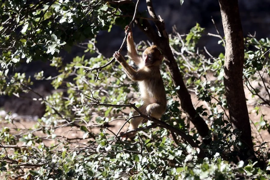 Less foraging, more babies: Morocco’s orchard-raiding monkeys surprise researchers