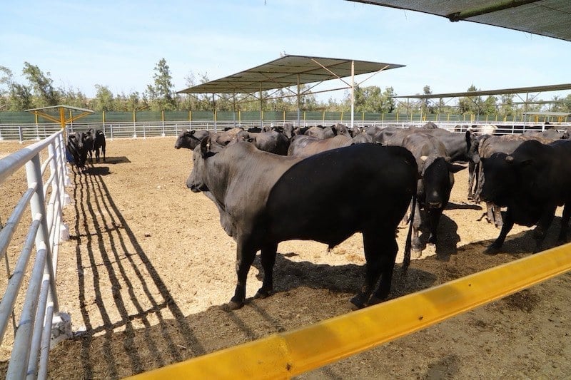 Morocco approves Brazilian buffalo imports as Brazil dominates cattle supply