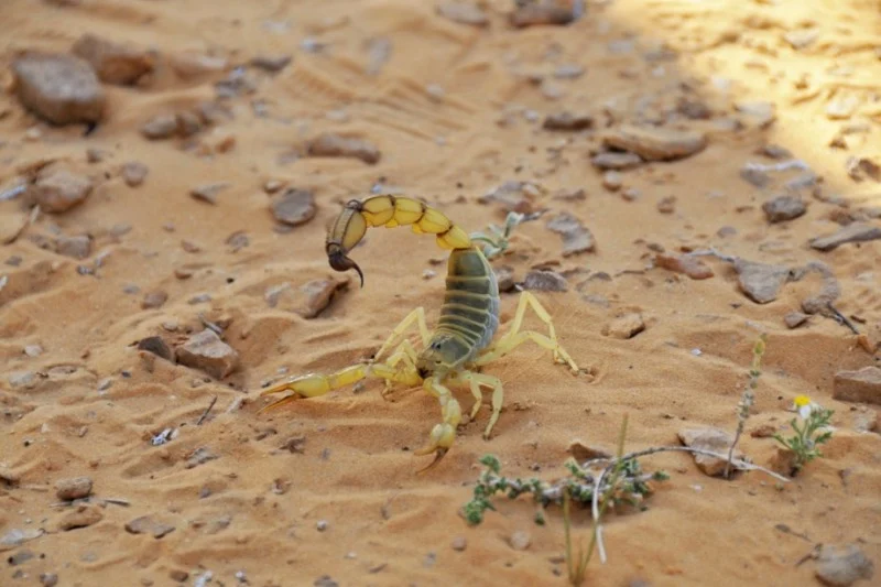 Toxic Scorpion Habitat Could Expand to Northern Morocco Due to Climate Change, Study Warns